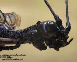 Phasmatidae
