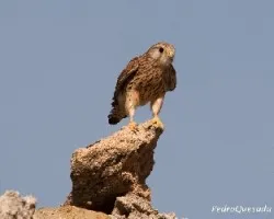 Falco tinnunculus