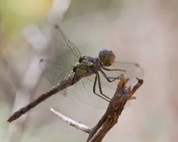 Libélula
