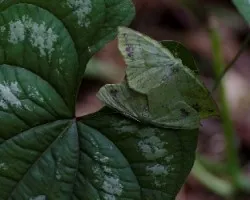 Mariposas