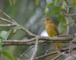 Piranga rubra