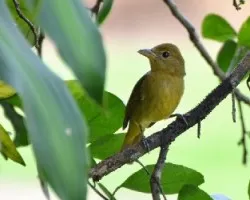 Piranga rubra