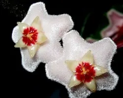 Hoya carnosa