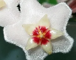 Hoya carnosa