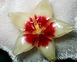 Hoya carnosa