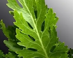 Armoracia rusticana 