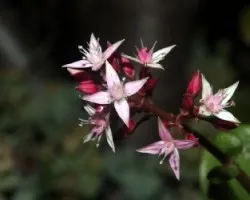 Crassula ovata