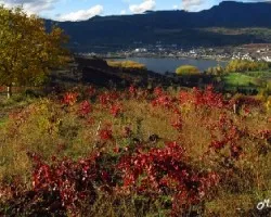El rojo del otoño