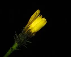 Hieracium lachenalli 