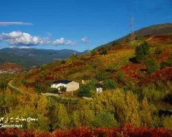 El rojo del otoño
