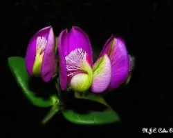 Polygala myrtifolia
