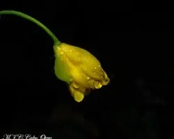 Chelidonium majus