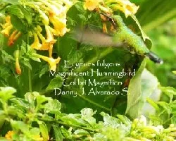 Eugenes fulgens