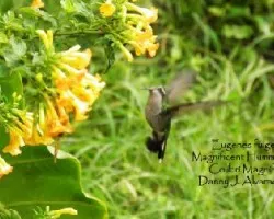 Eugenes fulgens