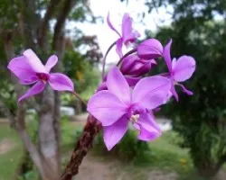 Spathoglotis plicata