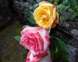 Rosa sp.