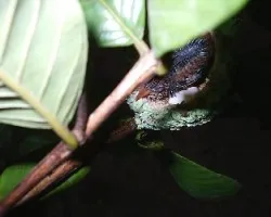 Amazilia tzacatl