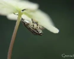Extraña especie 