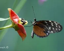 Mariposa 01