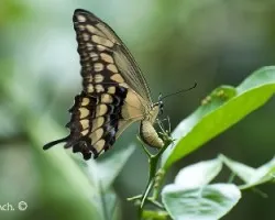 Mariposa 02