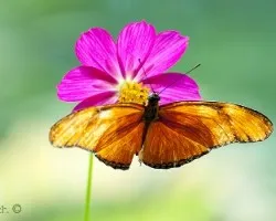 Mariposa 03