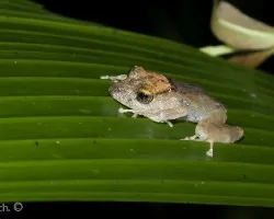Ranita ojos dorados