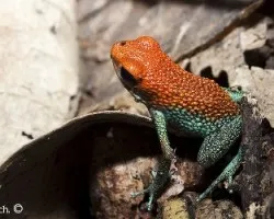 Ranita verde y rojo 