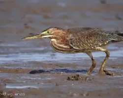 Butorides virescens