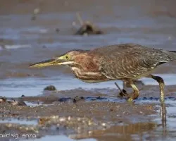 Butorides virescens