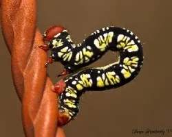 Oruguita1