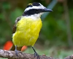 Pitangus sulphuratus