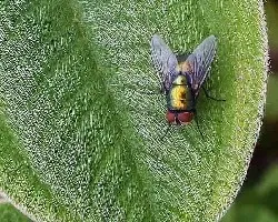 Mosca