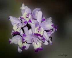 Orquideas bellisimas