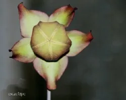 Sarracenia flava