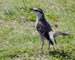 Mimus saturninus