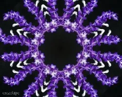Violeta