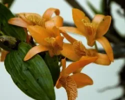 Dendrobium nobile