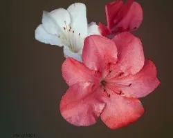 Azalea sp