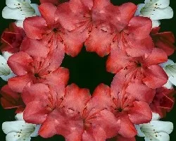 Collar de azalea