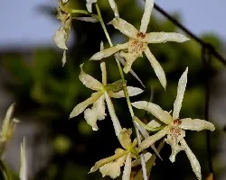 Miltonia flavescens