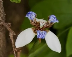 Neomarica gracilis