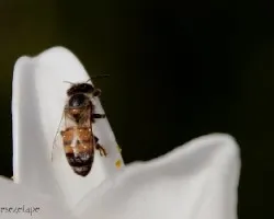 Abeja