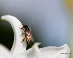 Abeja
