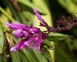 Salvia articulata