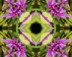 Invertidas
