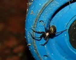 Metaltella simoni