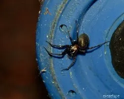 Metaltella simoni