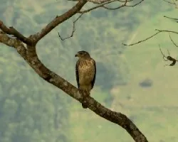 Buteo magnirostris