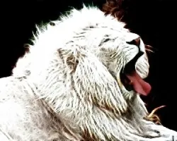 Panter leo