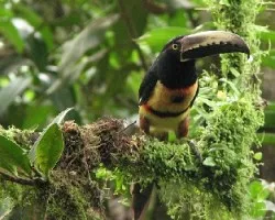 Pteroglossus torquatus